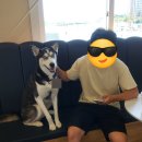 주니펫 | 펫 에스테틱 샴푸 디고 솔직 후기