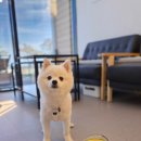 DOG채 애견스테이 이미지