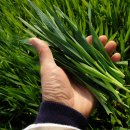 새싹목장 이미지