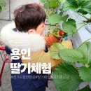 좋은날 | [용인딸기체험] 딸기랑 소풍가기 좋은날 내돈내산후기