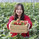 스마트농장 | 당진 딸기체험 1위 농장 🍓 딸기맨드류 스마트팜 솔직 후기 ( 당도 · 체험 · 구매 총정리 )