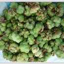 개다래(충영) 효능 이미지