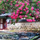 논산=연산향교=“나만 몰랐던 무료 명소” 여름날 향교를 물들인 붉은 배롱나무 풍경 이미지