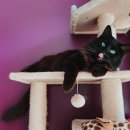 고양이샵 이미지