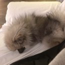 그레이문