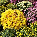 야생화단지 이미지