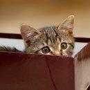 못말리는 고양이 이미지