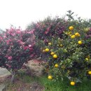 신례주유소 이미지