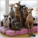 샴프네집 이미지