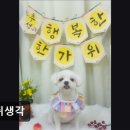 강쥐생각 | (수원, 강아지, 고양이, 애견미용, 추천!) 강쥐생각 수원 강아지 미용 추천! 편안한 경험