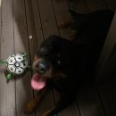 까사델뻬로 이미지