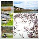 [신천지 베드로지파 순천교회] 봄을 기다리는 설렘으로 동천 벚꽃길 정화 이미지