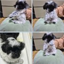 인경켄넬 | 말티푸교배 출장으로 만날 신랑강아지는?