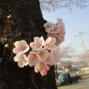 야생화편지 이미지