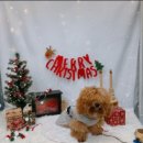 2024-주217 | [미니 골든두들] 조마린 성장 일기-7개월 기록, 드디어 배냇 미용