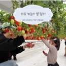 116 | 군포에서 30분! 화성 하늘에 별 딸기 농장 아기랑 예약방법 주차 딸기 체험 후기 실내 놀거리 체험