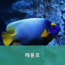 해용호