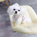 쁘띠멍멍 이미지