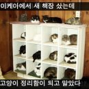 고양이집 이미지