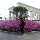 사진-부산경상대,오륙도sk,부산역 주변 꽃들 이미지