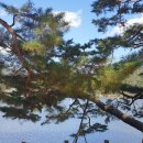 산우