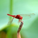 고추잠자리 이미지