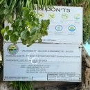 바다로 가는 길목 | 세부 모알보알 스노클링 후기 (거북이 정어리 가이드 비용 정리, 바다 입장 환경세)