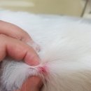 원종동물병원 | [with SSOMI]쏨이 병원기록(진드기 물렸을때) - 부천 원종동물병원 솔직후기