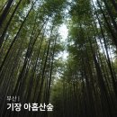 지도 왕벚나무길 | 부산 기장 아홉산숲 부산여행 산책코스 가볼만한 곳