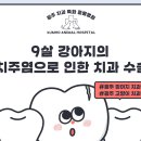 피그랑동물병원 | [광주 동물병원] 강아지 양치할 때 피가 난다면? 치주염 수술 후기