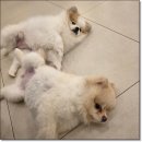 맘에든 유치원 | 일산애견유치원 추천, 맘바이 일산점 솔직 후기