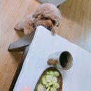 깐돌이네 애견샵 | [창원/마산 깐돌이네 애견미용호텔] 덴마크다이어트식 1주일 후기