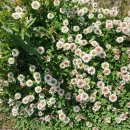 장수목장2 이미지