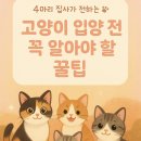 [4냥이 집사 추천🐾 고양이 처음 키우기 전 꼭 봐야 할 준비 가이드 ✔️]