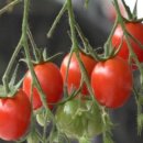 방식농장 이미지