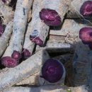 당근(carrot) 이미지