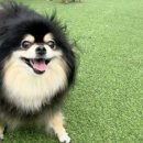 탑플라이트 | 파주 애견수영장 탑플라이트 대관 후기｜파주 에서 라떼 물놀이