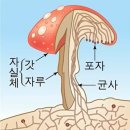 뉴스킨 레이뉴
