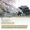 주천면 벚꽃길 이미지