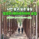 나만 알고 싶은 숲길, 영덕 메타쉐콰이어숲길 여행 이미지