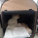 가치타개(타개) 이미지