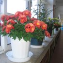 금성여자상업고 이미지