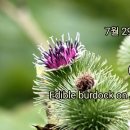 송박사의 꽃 이야기- 우엉 이미지