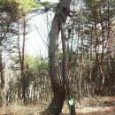 영천 사룡산-구룡산 연계 산행