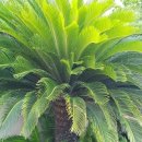 만나칼국수 이미지