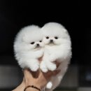 밀리언 로즈 가든 이미지