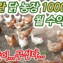 천마리농장 이미지