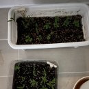 씨제이푸드빌(주)빕스 전주점 | 임신 11주 -12주 1차 기형아 검사 결과 및 증상 후기(일상,식단,태교,성별)