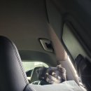 청아동물병원 이미지