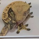 와이엔케이렙타일